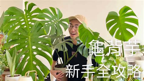 龜背與|龜背芋怎麼照顧、種植？要曬太陽嗎？推薦多肉植物一。